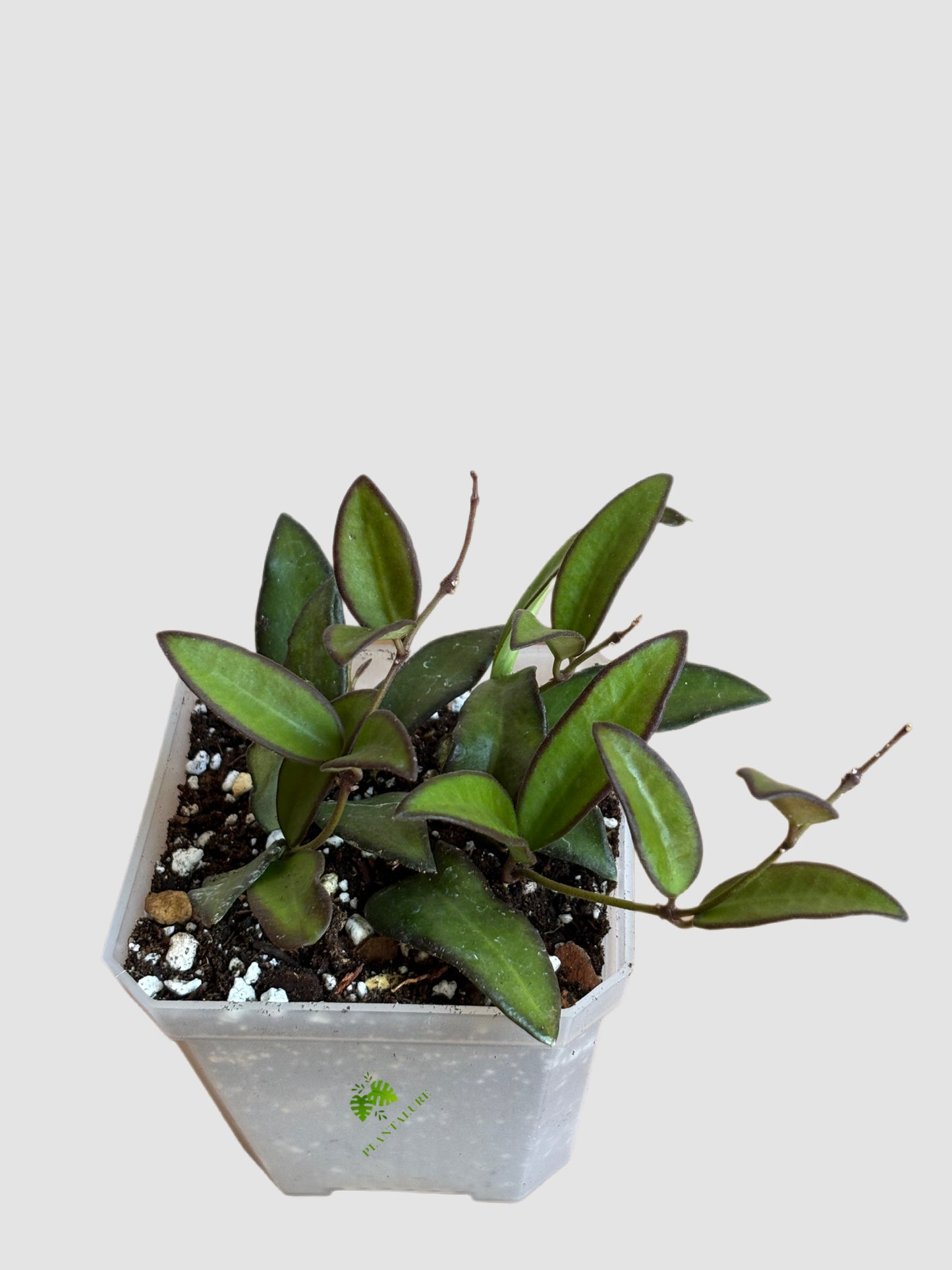 Hoya Rosita 4" nursery pot – glossy green leaves with red-tinted edges, grown in Canada by Plantalure