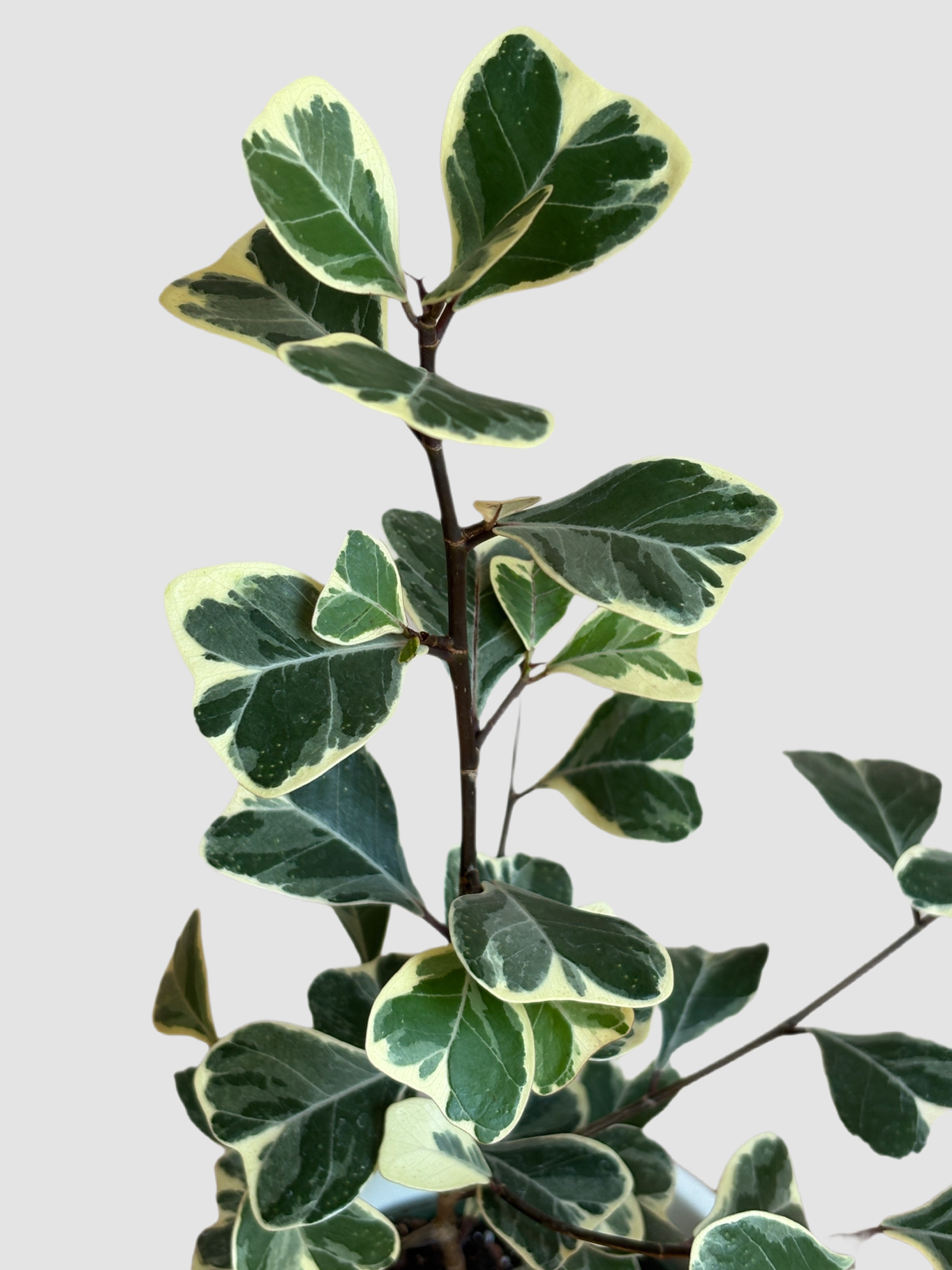 Ficus Triangularis – close-up of glossy triangular leaves and texture, grown in Canada by Plantalure