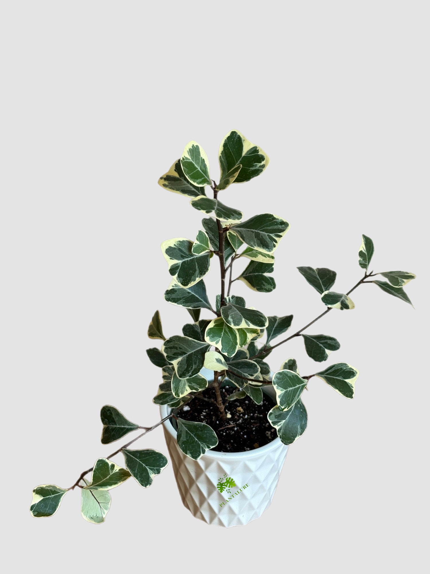 Ficus Triangularis 4" ceramic pot – glossy triangular leaves with unique shape, grown in Canada by Plantalure