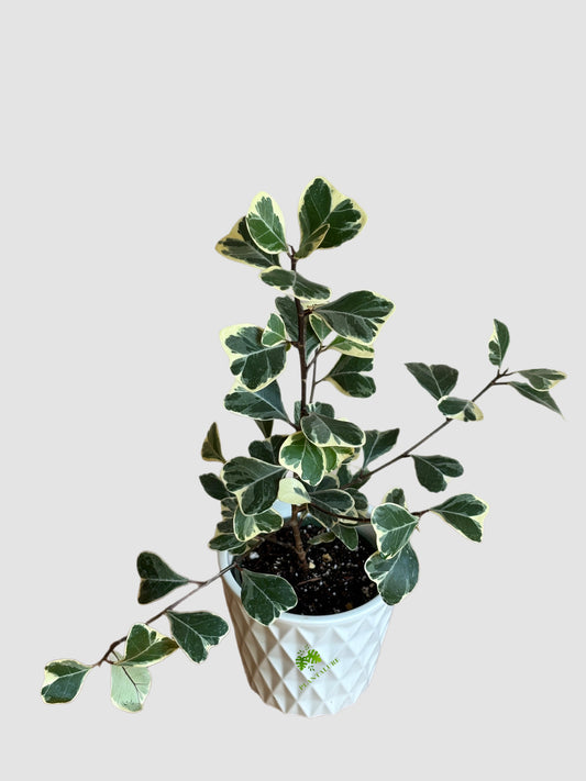 Ficus Triangularis