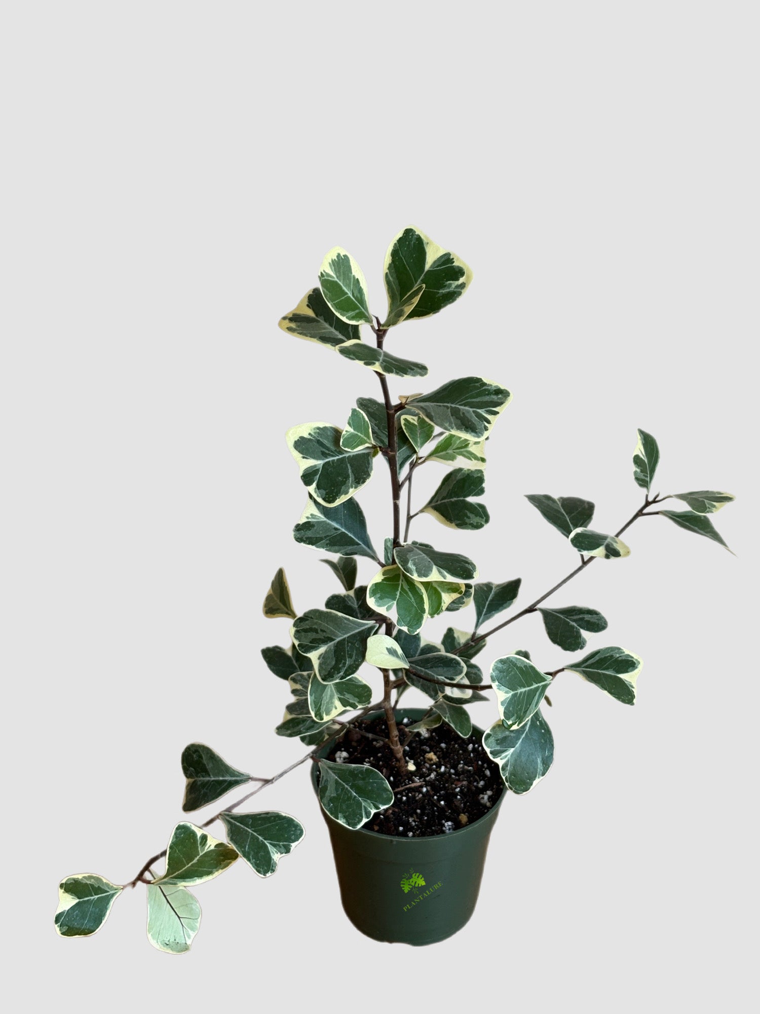Ficus Triangularis 4" nursery pot – elegant foliage with distinctive triangular leaves, grown in Canada by Plantalure