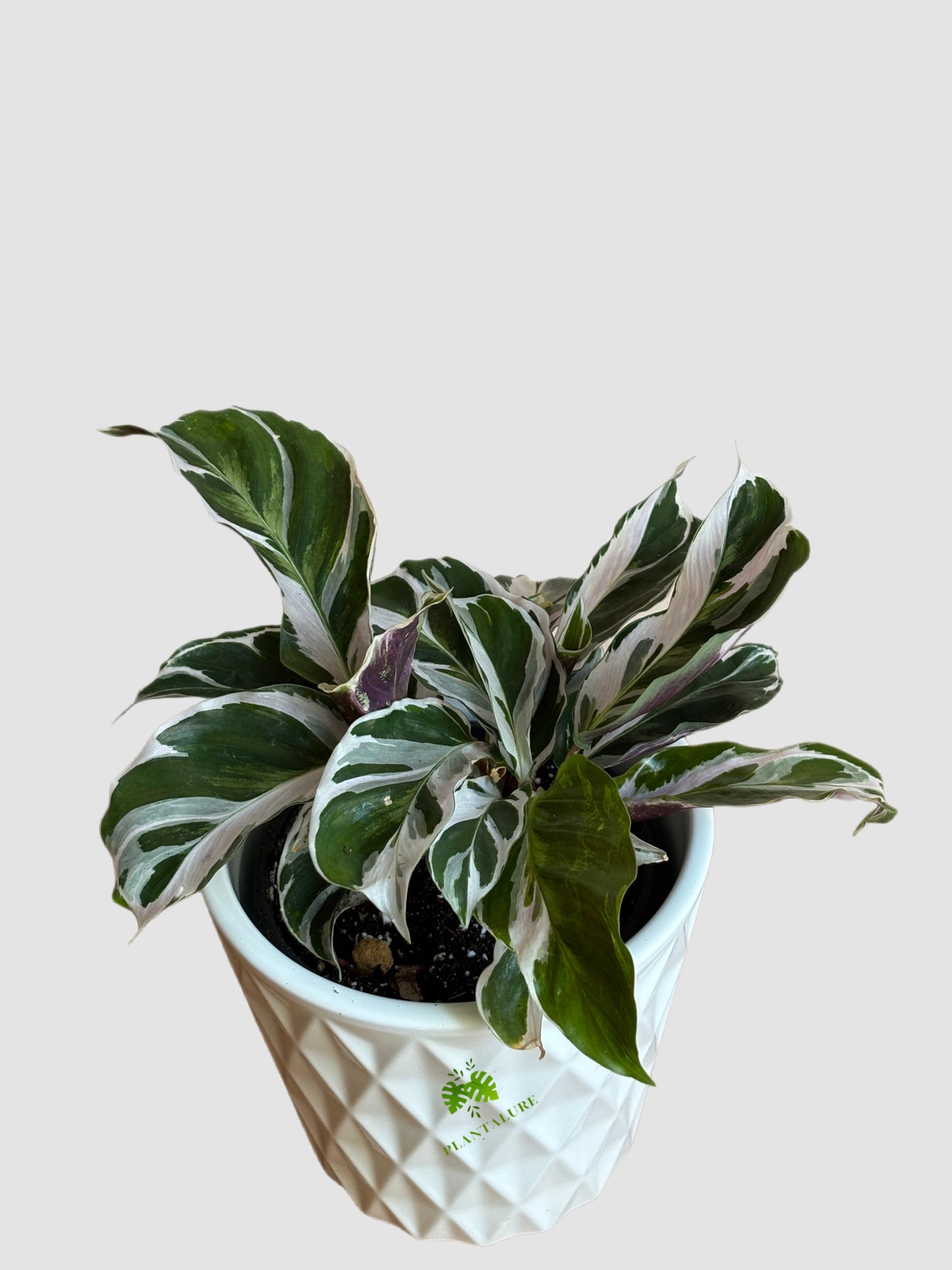 Calathea White Fusion (Goeppertia hybrid) – variegated rare houseplant, white and lilac marbling, grown in Canada by Plantalure