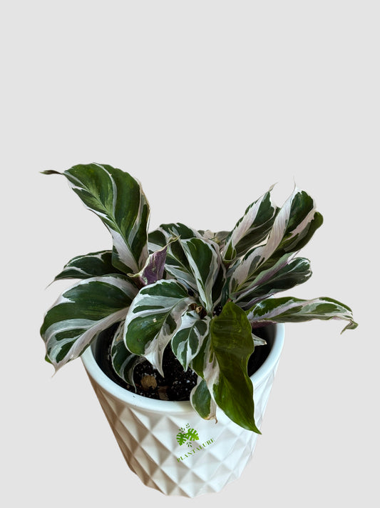Calathea White Fusion (Goeppertia hybrid) – variegated rare houseplant, white and lilac marbling, grown in Canada by Plantalure