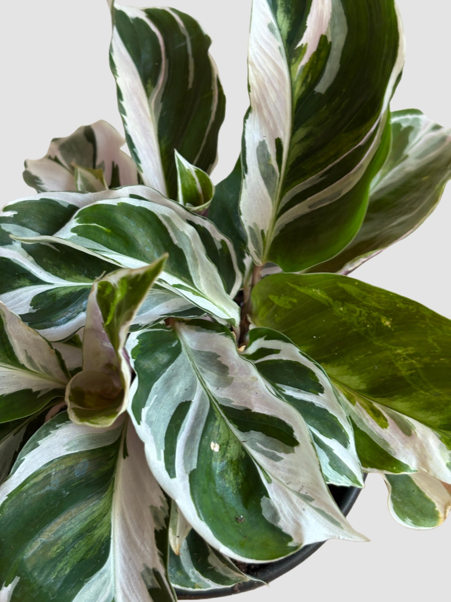Calathea White Fusion (Goeppertia hybrid) – close-up of white and green variegated leaves, grown in Canada by Plantalure