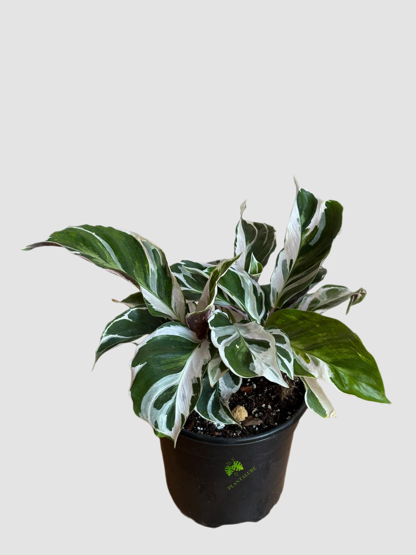 Calathea White Fusion (Goeppertia hybrid) – variegated foliage in black nursery pot, grown in Canada by Plantalure
