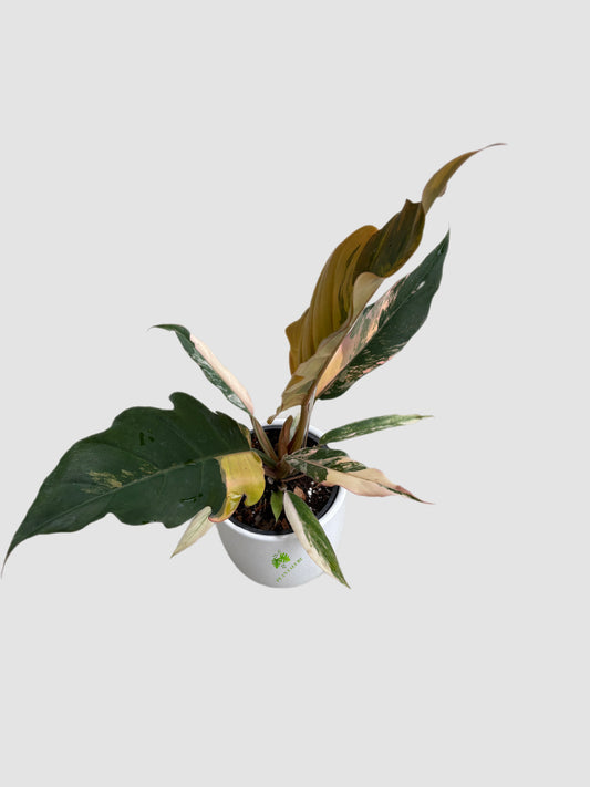 Philodendron Caramel Marble
