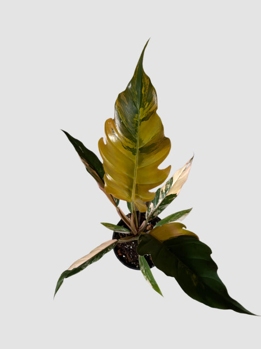 Philodendron Caramel Marble 4" nursery pot – caramel-toned variegated foliage, grown in Canada by Plantalure