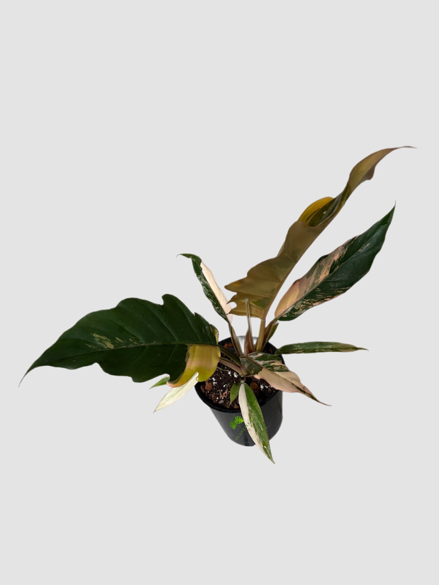 Philodendron Caramel Marble 4" nursery pot – marbled colorful leaves, grown in Canada by Plantalure