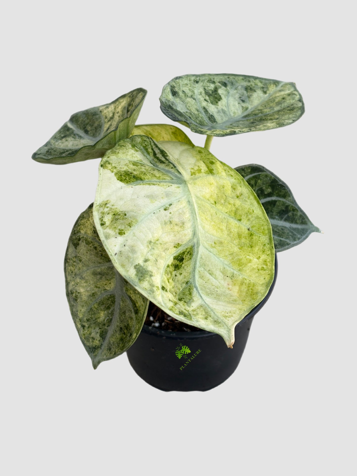 Alocasia Ninja Tricolor in 4" nursery pot – tricolor variegated aroid, mottled cream and dark green leaves, grown in Canada by Plantalure