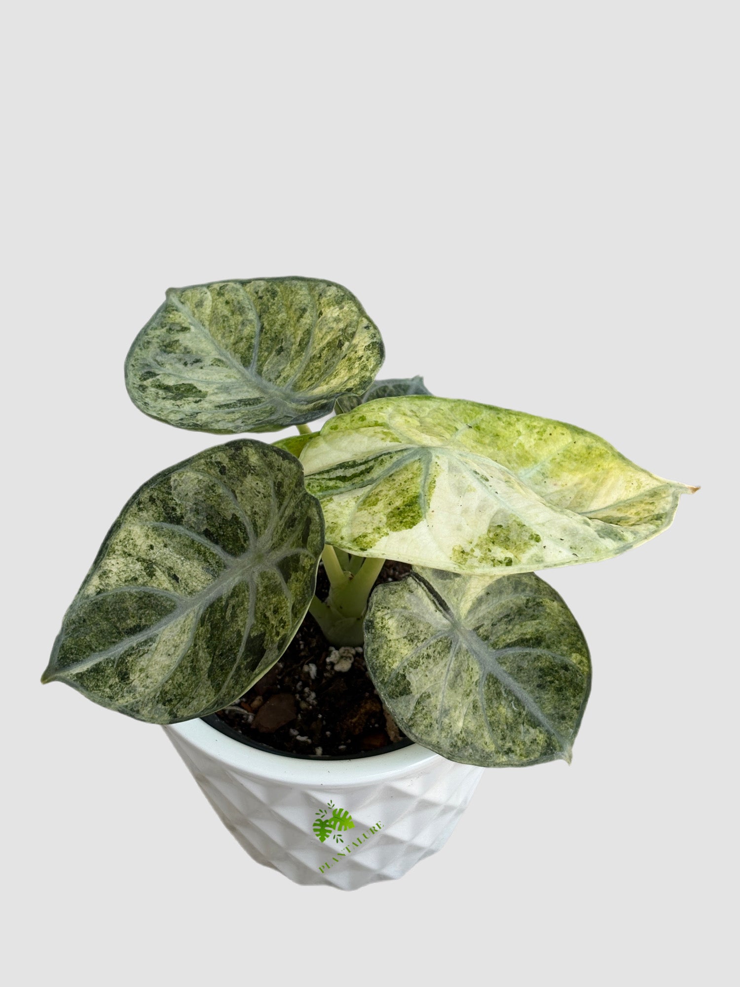 Alocasia Ninja Tricolor in 4" ceramic pot – tricolor variegated aroid, splashed green and cream foliage, grown in Canada by Plantalure

