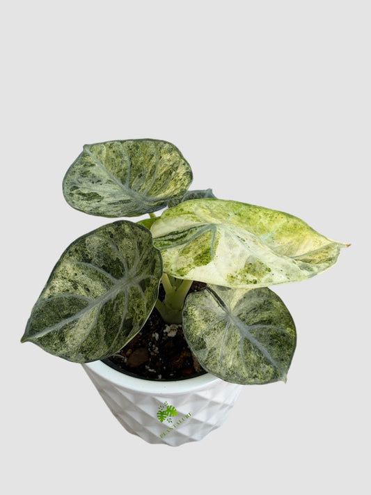 Alocasia Ninja Tricolor in 4" ceramic pot – tricolor variegated aroid, splashed green and cream foliage, grown in Canada by Plantalure

