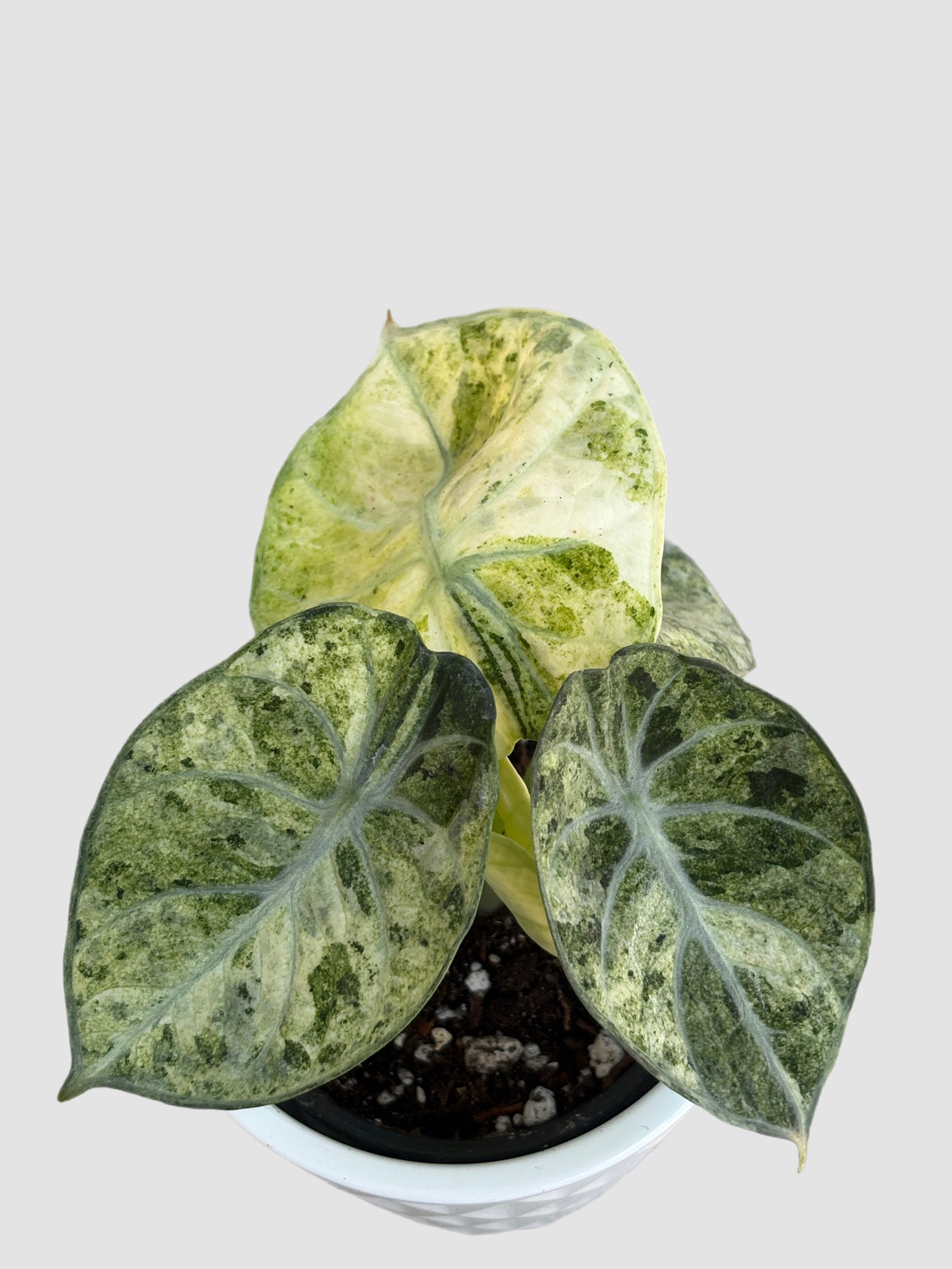Alocasia Ninja Tricolor close-up – tricolor variegated aroid, splashed green and cream leaf detail, grown in Canada by Plantalure