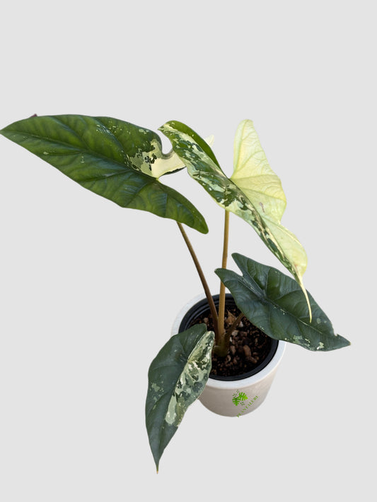 Alocasia Simpo Albo Variegated