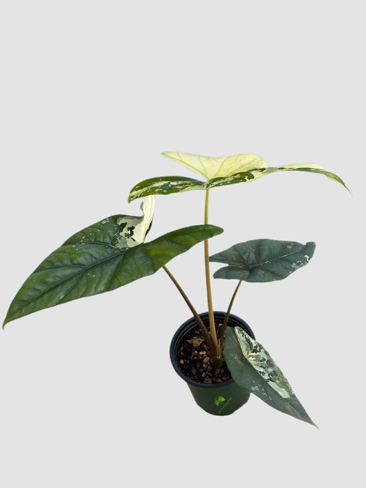Alocasia Simpo Albo Variegated in 4" nursery pot – bold creamy white and deep green variegation, grown in Canada by Plantalure
