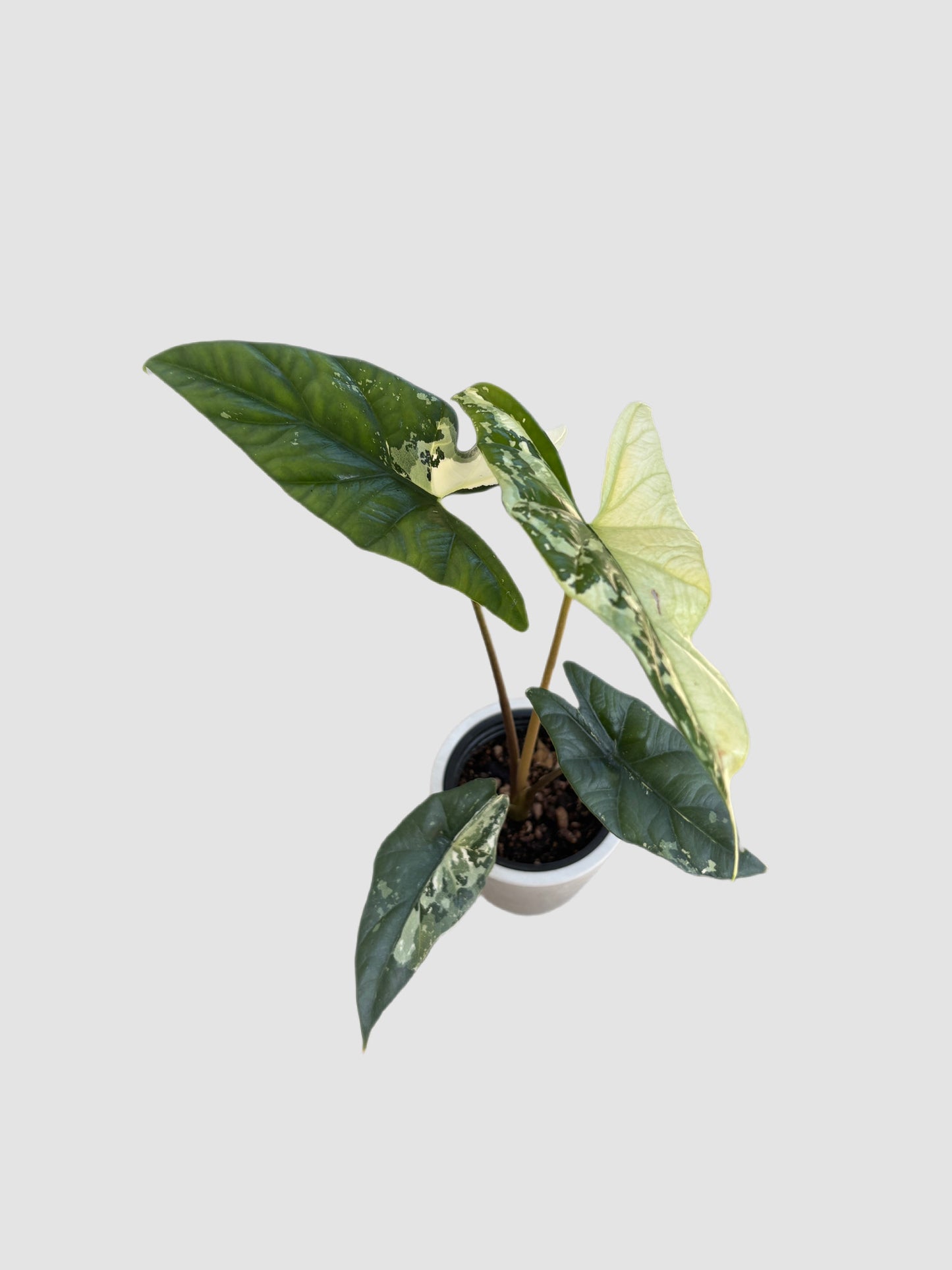 Alocasia Simpo Albo