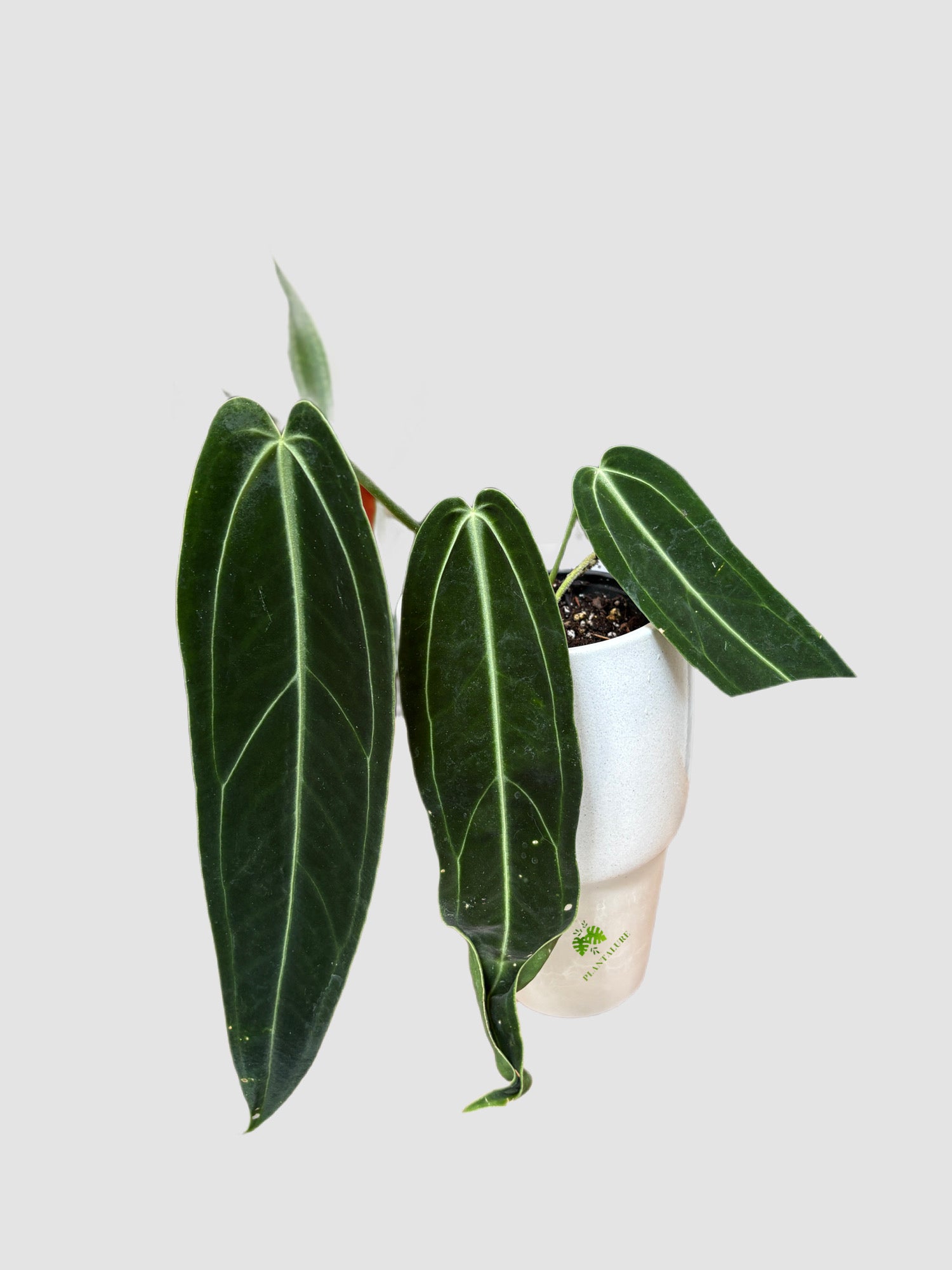   Anthurium Warocqueanum Dark Form in a 6” ceramic pot. Velvety dark leaves. Grown in Canada by PLANTALURE
