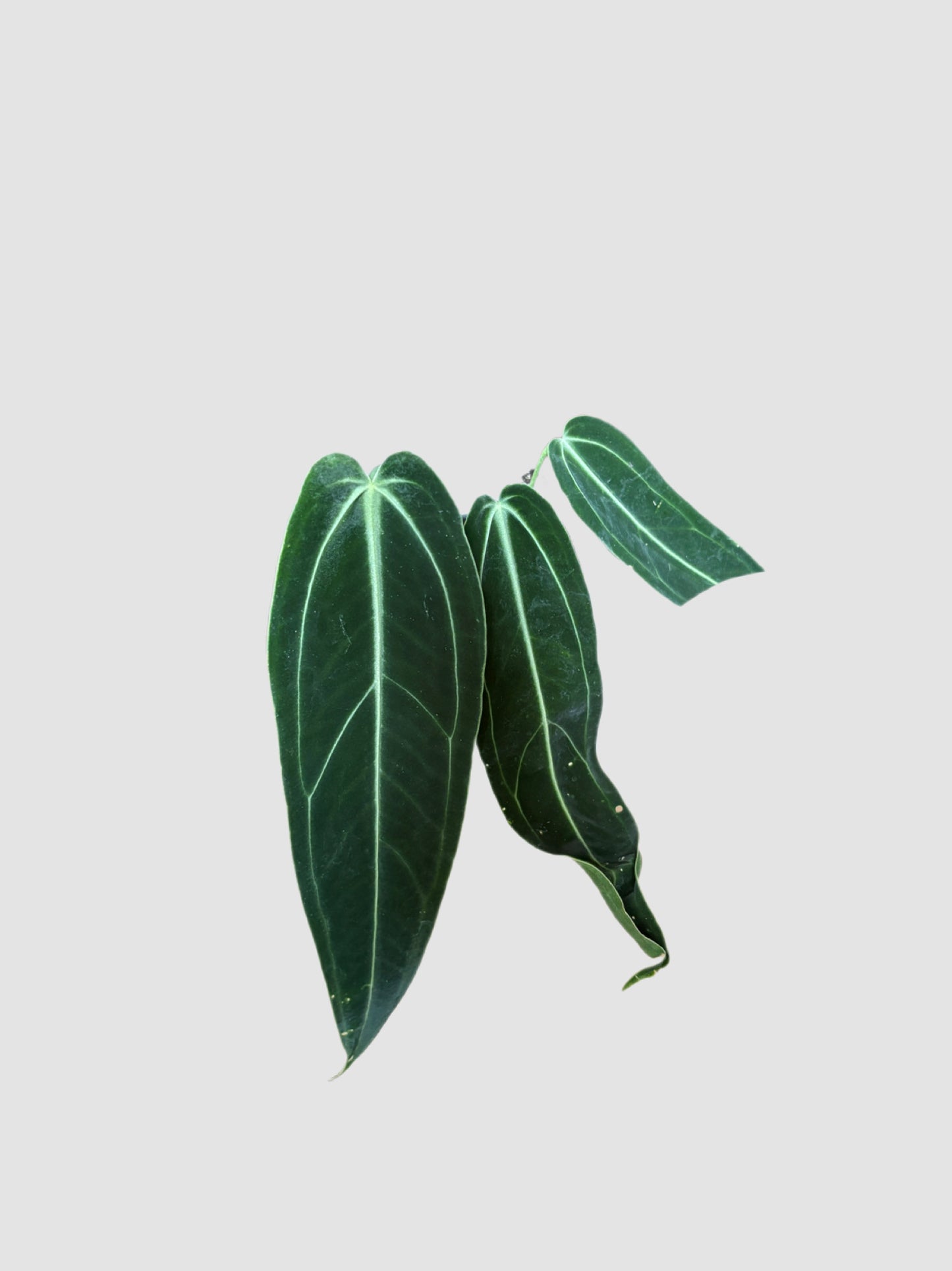 Close-up of Anthurium Warocqueanum Dark Form’s velvety dark leaves. Grown in Canada by PLANTALURE.