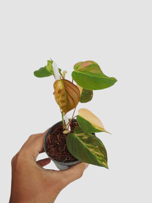 Philodendron Micans Variegated Pink in 4" nursery pot – cream, orange, and green variegation, grown in Canada by Plantalure