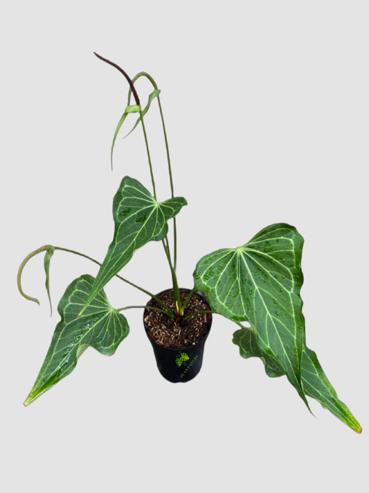 Anthurium Delta Force in 4" nursery pot – velvety dark foliage with prominent veining, grown in Canada by Plantalure