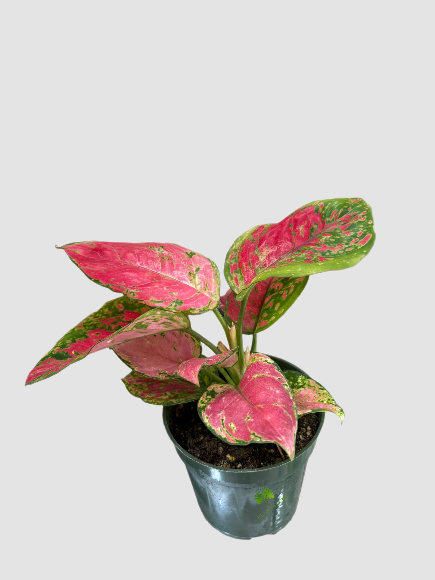 Aglaonema Valentine in 4" nursery pot – vibrant pink foliage, grown in Canada by Plantalure