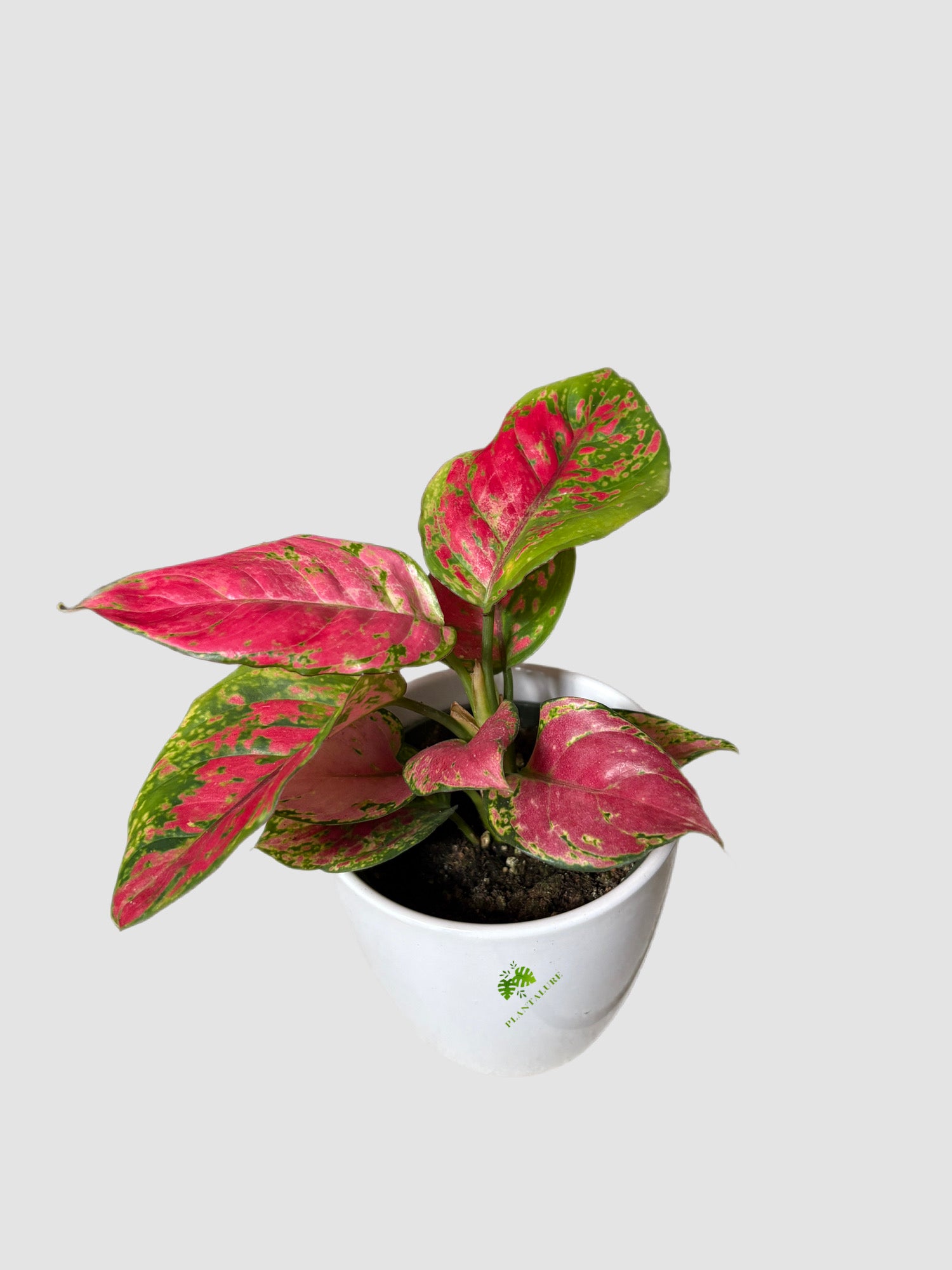Aglaonema Red Valentine in Ceramic is a stunning  vibrant red-pink foliage, grown in Canada by Plantalure