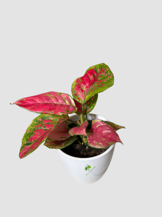 Chinese Evergreen Red Valentine in ceramic pot – bold red and green speckled foliage, grown in Canada by Plantalure
