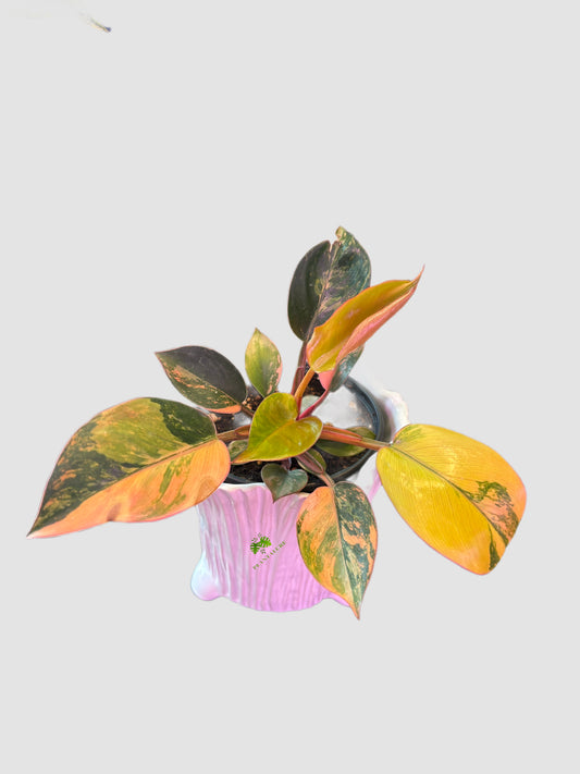 Philodendron Red Congo Variegated in ceramic pot – orange, yellow, and green variegated foliage, grown in Canada by Plantalure
