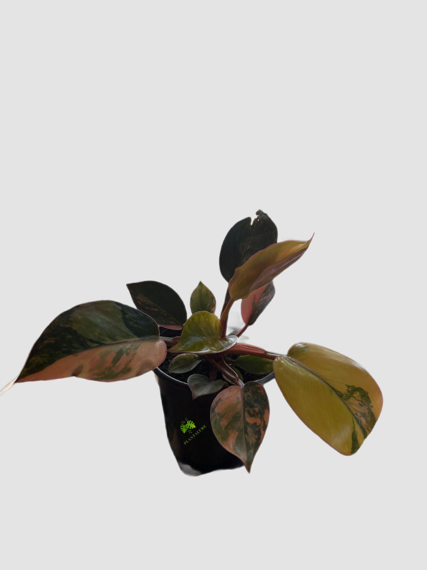 Philodendron Red Congo Variegated in 4" nursery pot – deep green and burgundy variegation, grown in Canada by Plantalure
