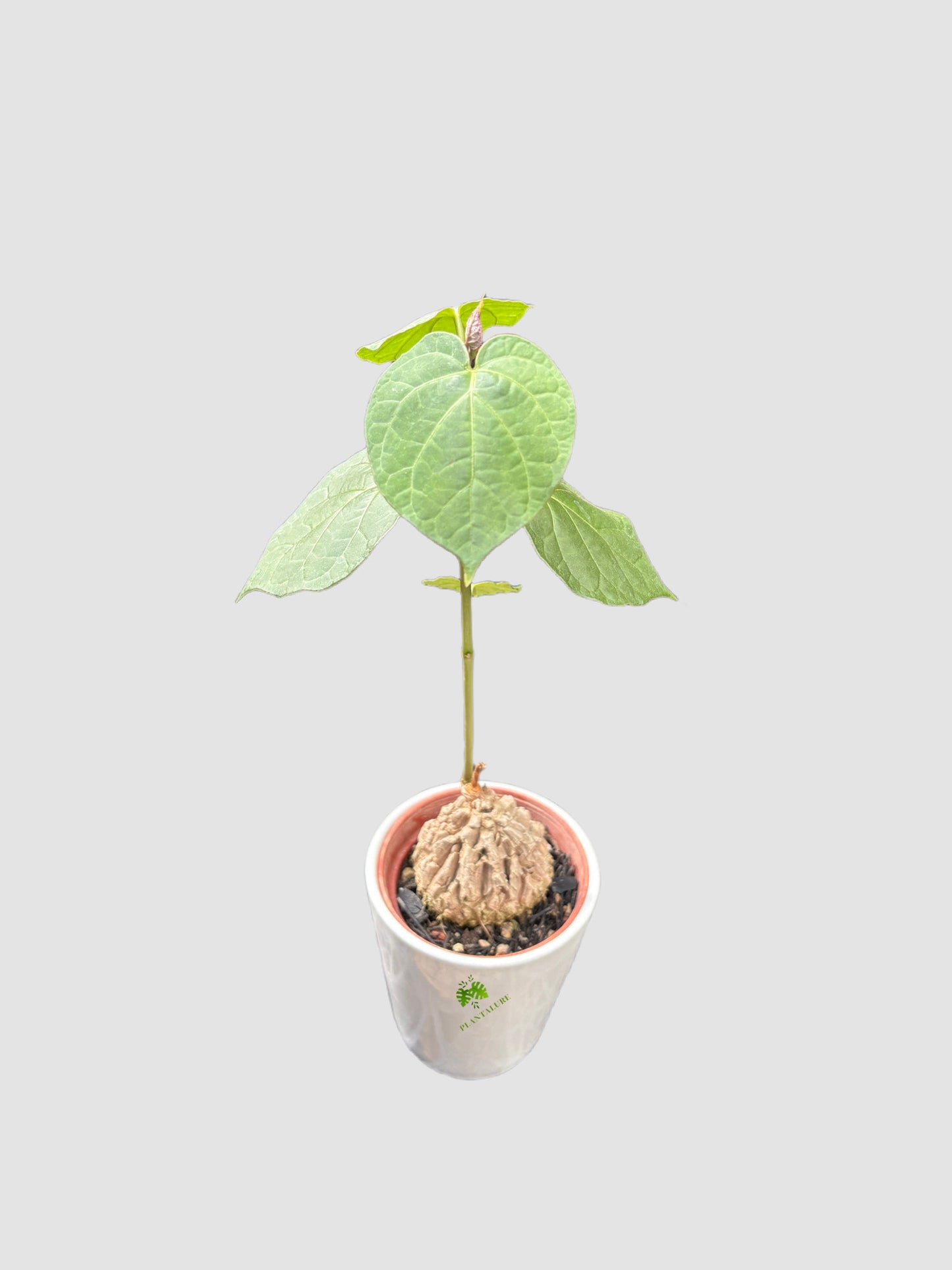 Matelea Cyclophylla in 4" Ceramic pot – textured round caudex with heart-shaped green leaves, grown in Canada by Plantalure
