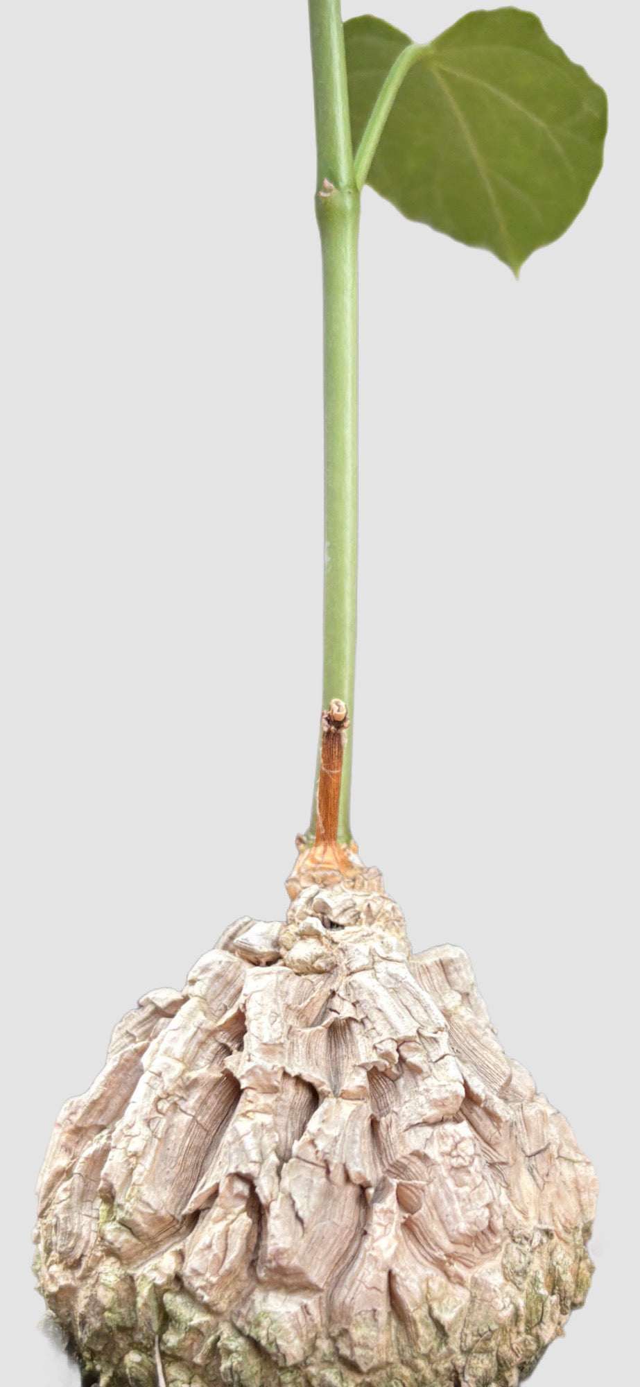 Matelea Cyclophylla close-up – sculptural ridged caudex with slender vine stem, grown in Canada by Plantalure