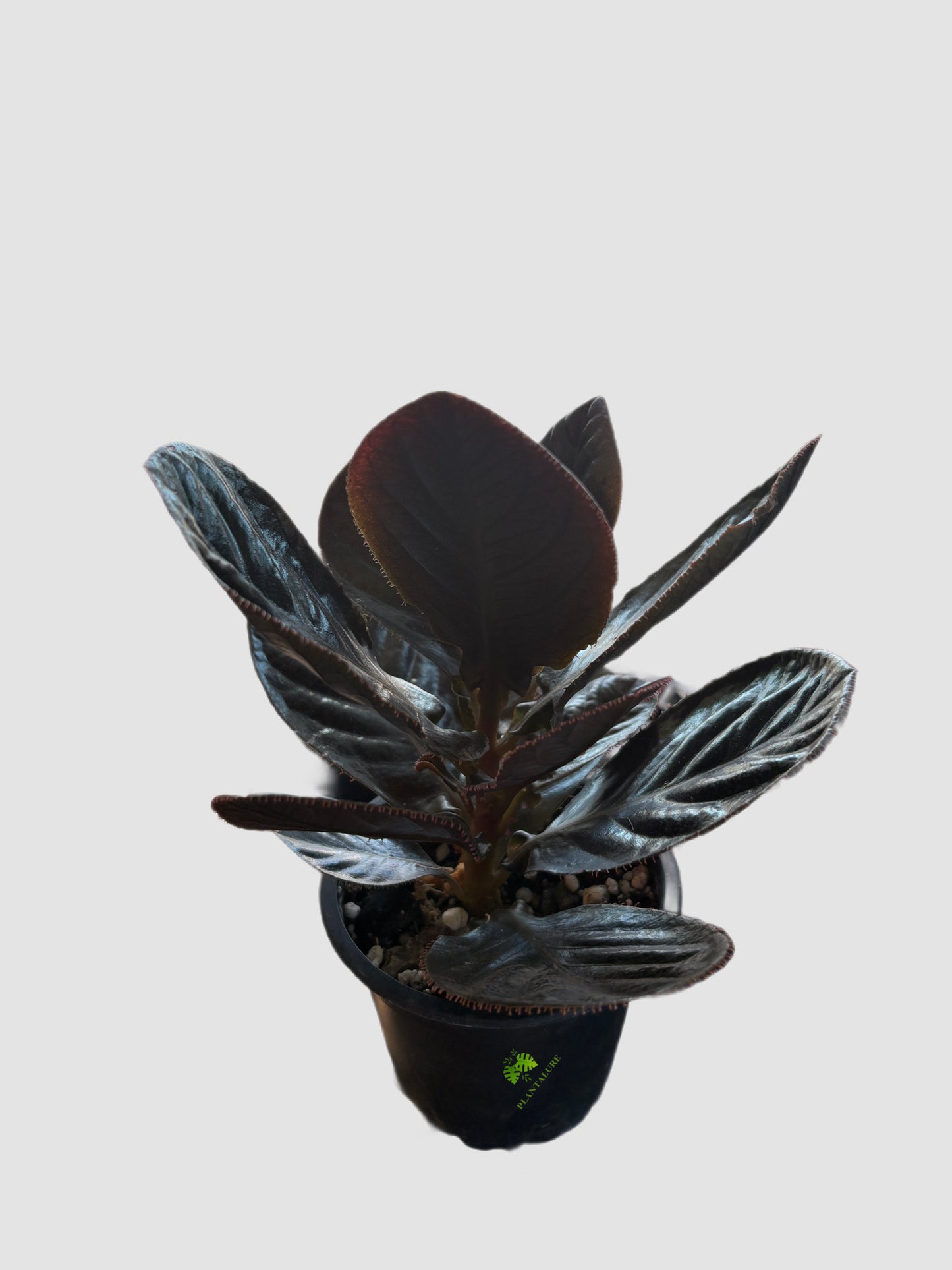 Labisia Kalimantan in 4" nursery pot – dark foliage with iridescent blue-silver sheen and textured venation, grown in Canada by Plantalure