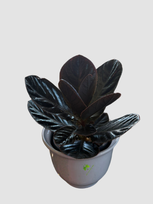 Labisia Kalimantan in ceramic pot – deep burgundy foliage with silver metallic venation, grown in Canada by Plantalure