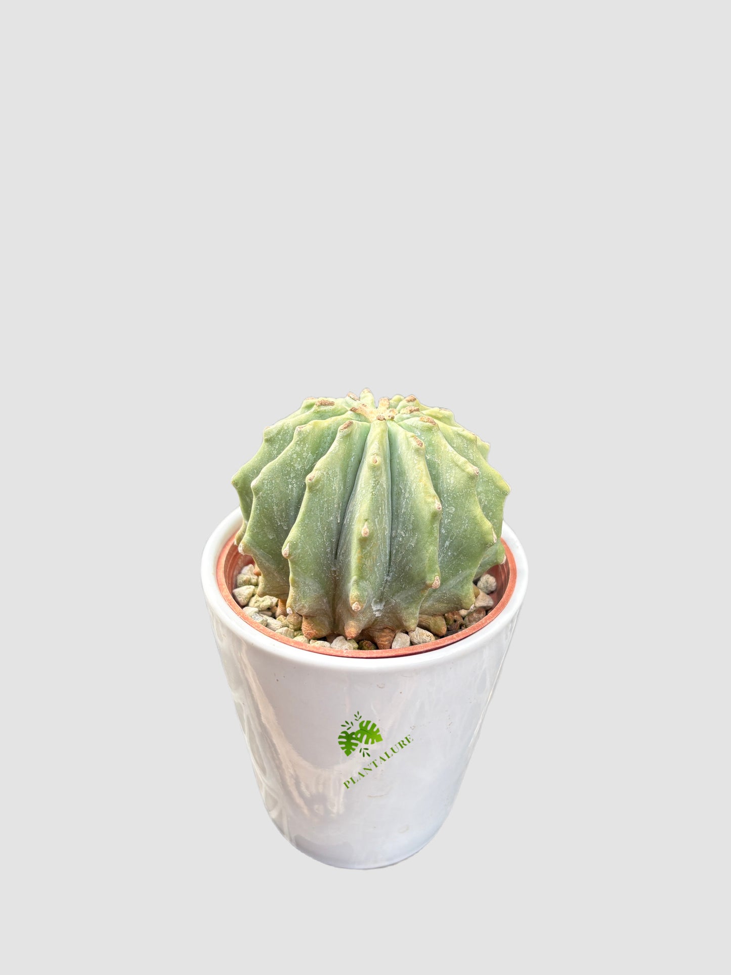 Ferocactus Glaucescens Inermis in ceramic pot – smooth spineless blue-green globular cactus, grown in Canada by Plantalure