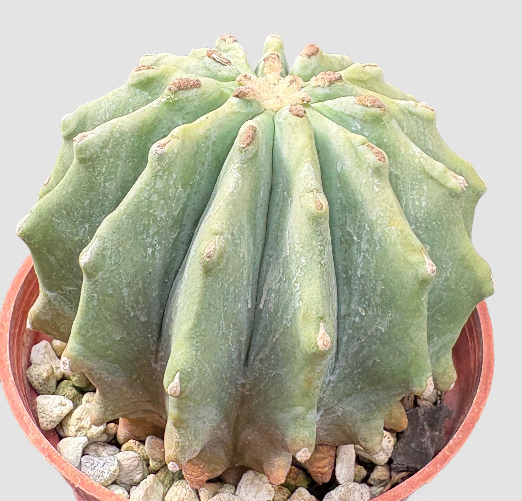 Ferocactus Glaucescens Inermis close-up – powder-blue ribbed spineless body in nursery pot, grown in Canada by Plantalure