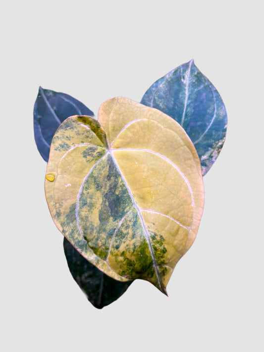 Anthurium Red Devil x Venom