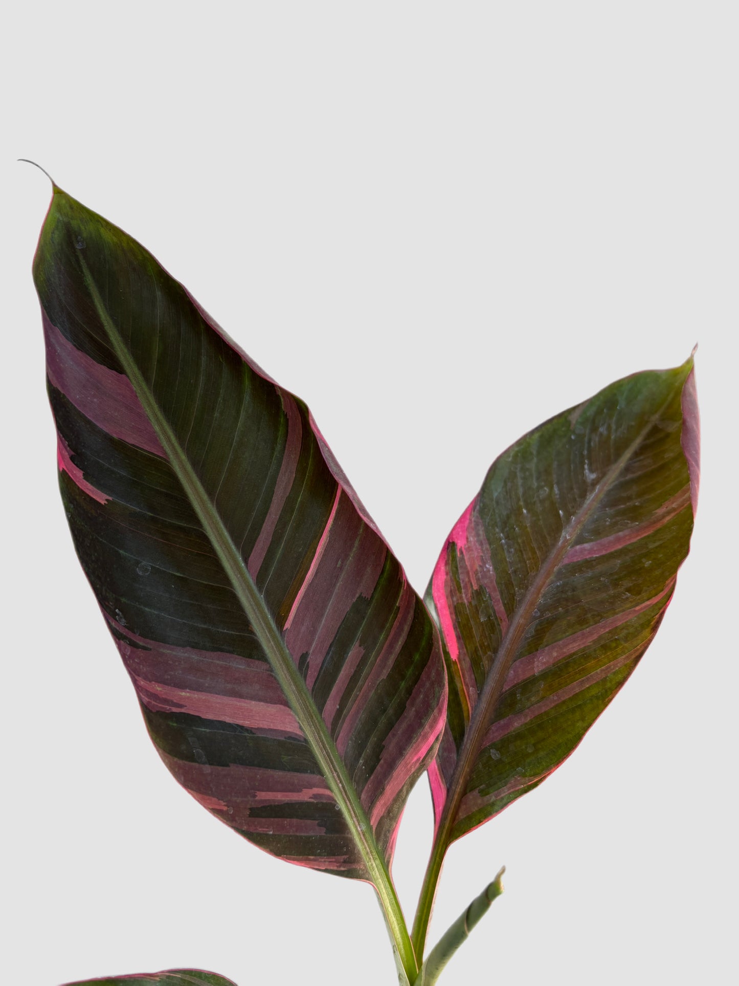 Musa Variegated Pink close-up – bold pink and burgundy striping on dark green banana leaves, grown in Canada by Plantalure