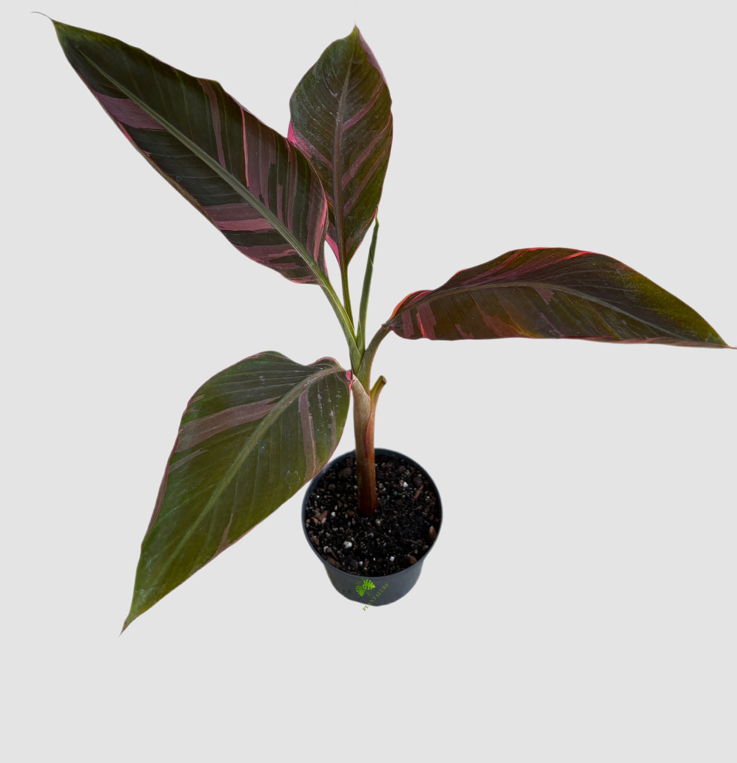Musa Variegated Pink in 6" nursery pot – large green leaves with pink variegated striping, grown in Canada by Plantalure
