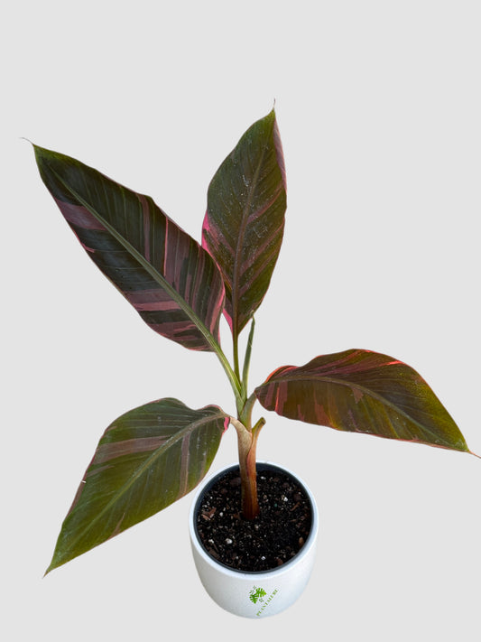 Musa Variegated Pink in ceramic pot – green paddle leaves with pink and burgundy striping, grown in Canada by Plantalure