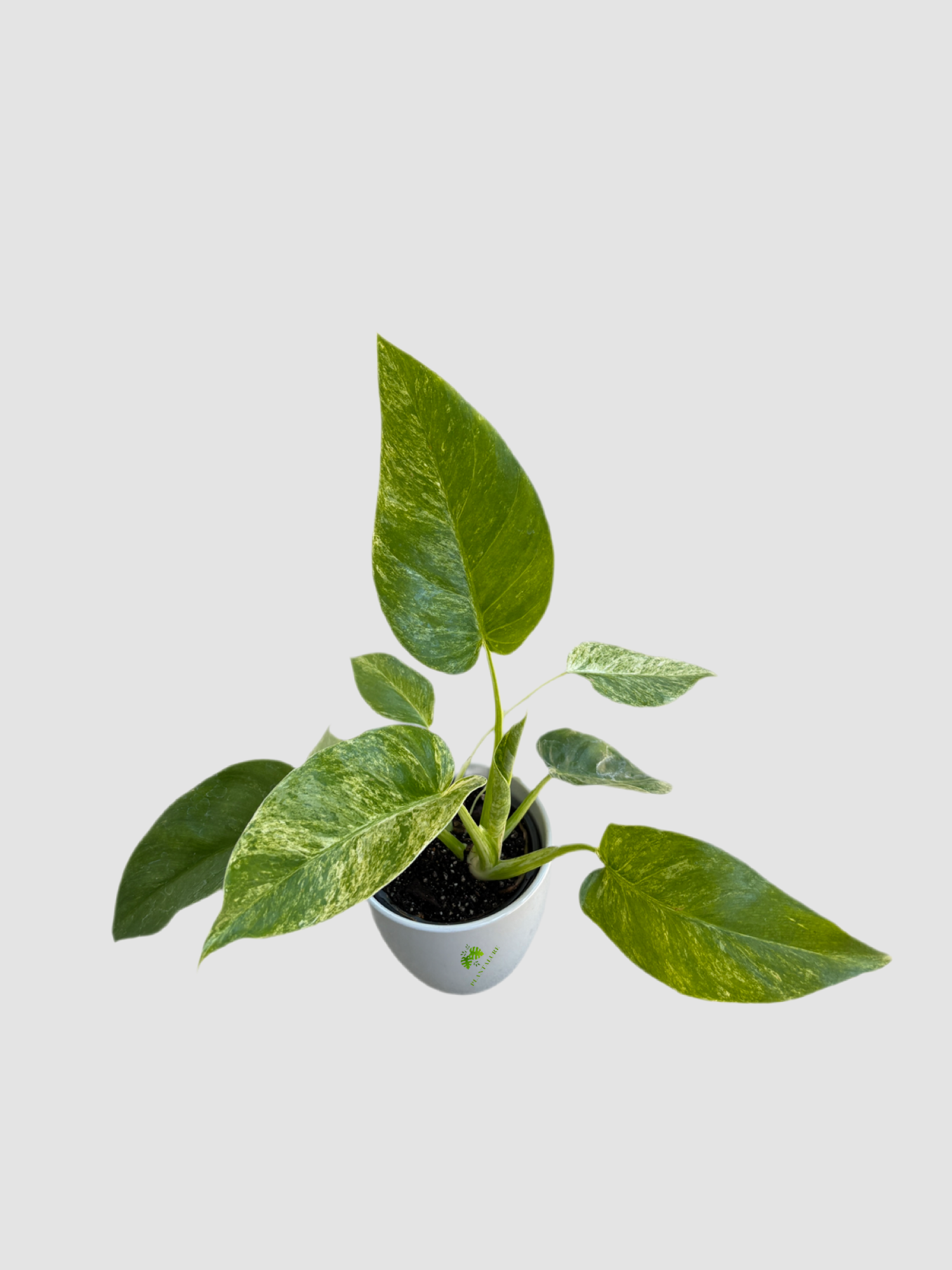 Philodendron Gigantum Blizzard 4" ceramic pot – large white variegated foliage, grown in Canada by Plantalure