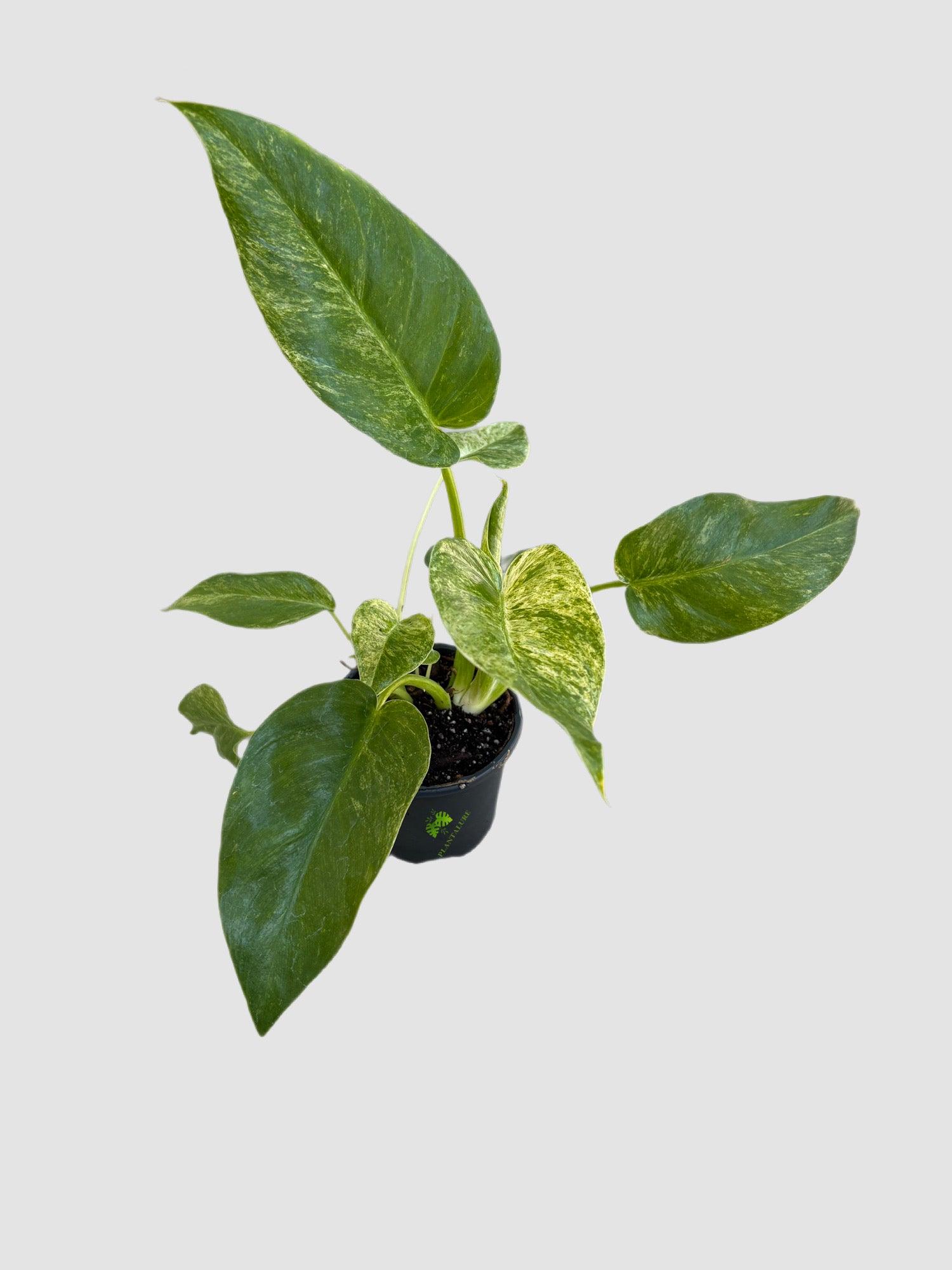 Philodendron Gigantum Blizzard 4" nursery pot – oversized leaves with creamy variegation, grown in Canada by Plantalure