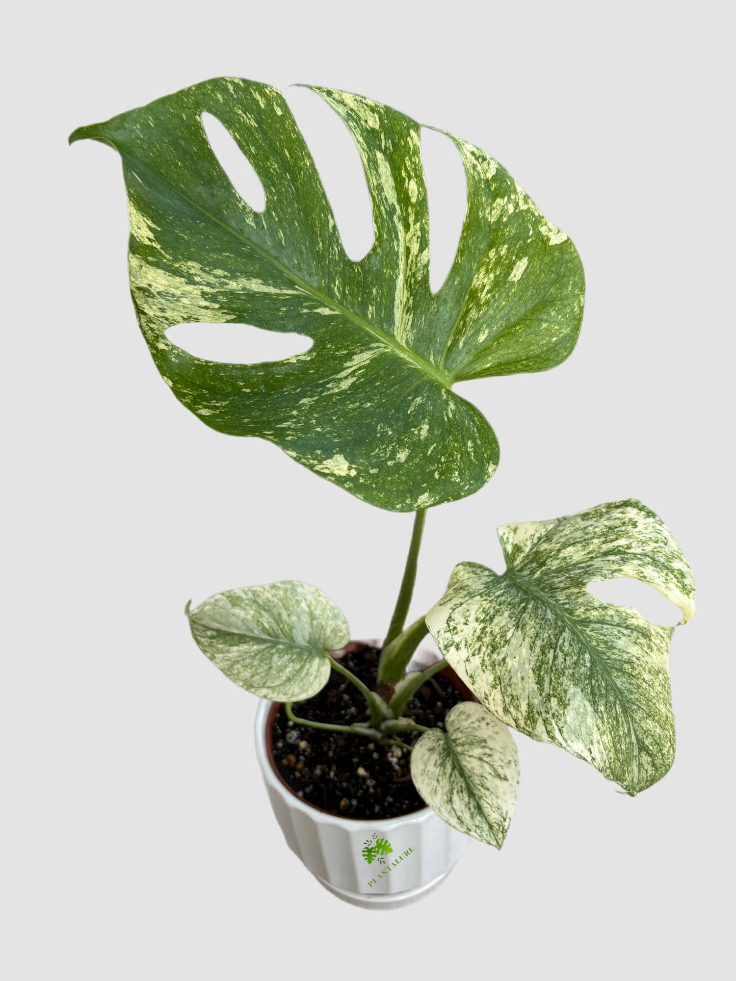 Monstera Deliciosa 'White Monster' 6" Ceramic pot – highly variegated white and green foliage, grown in Canada by Plantalure