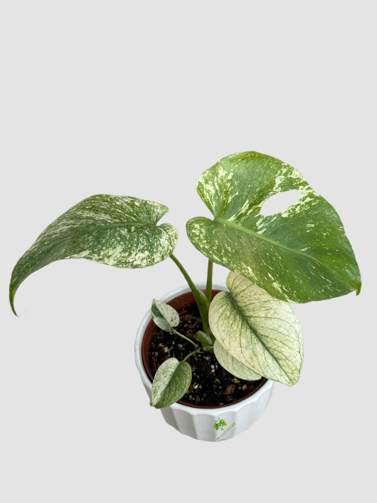 Monstera Deliciosa 'Mint' 4" ceramic pot – mint-green variegated foliage with unique patterns, grown in Canada by Plantalure