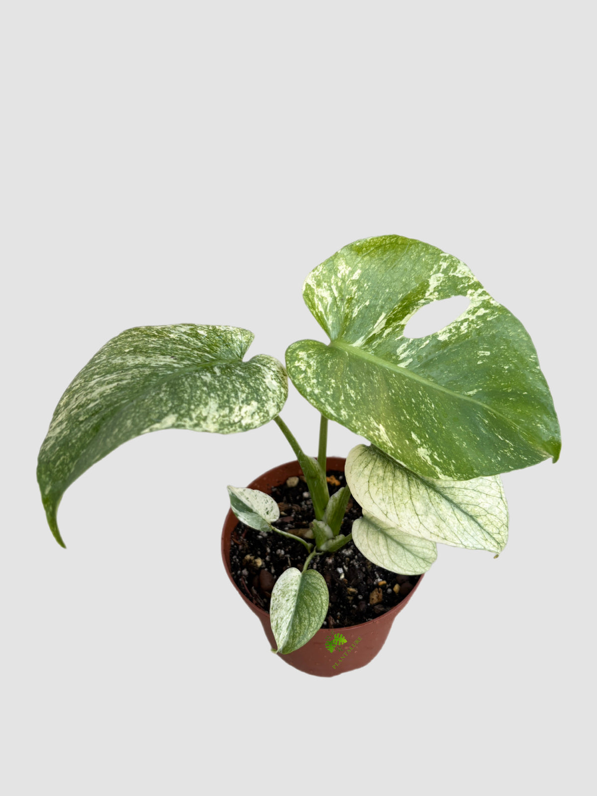Monstera Deliciosa 'Mint' 4" nursery pot – fenestrated leaves with soft mint variegation, grown in Canada by Plantalure