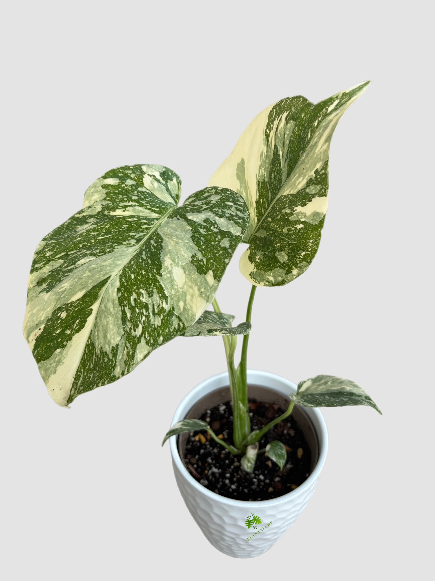 Monstera Creme Brulee in ceramic pot – large fenestrated leaves with buttery cream and green marbled variegation, grown in Canada by Plantalure