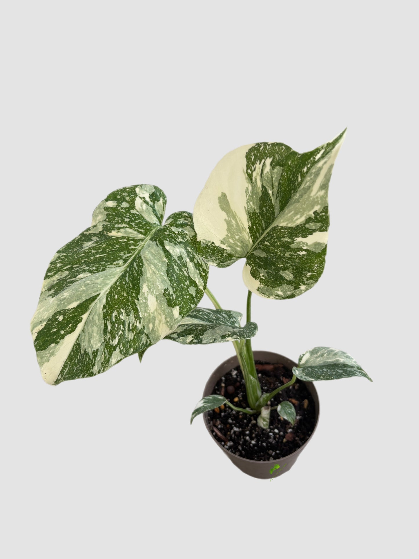 Monstera Deliciosa Creme Brulee