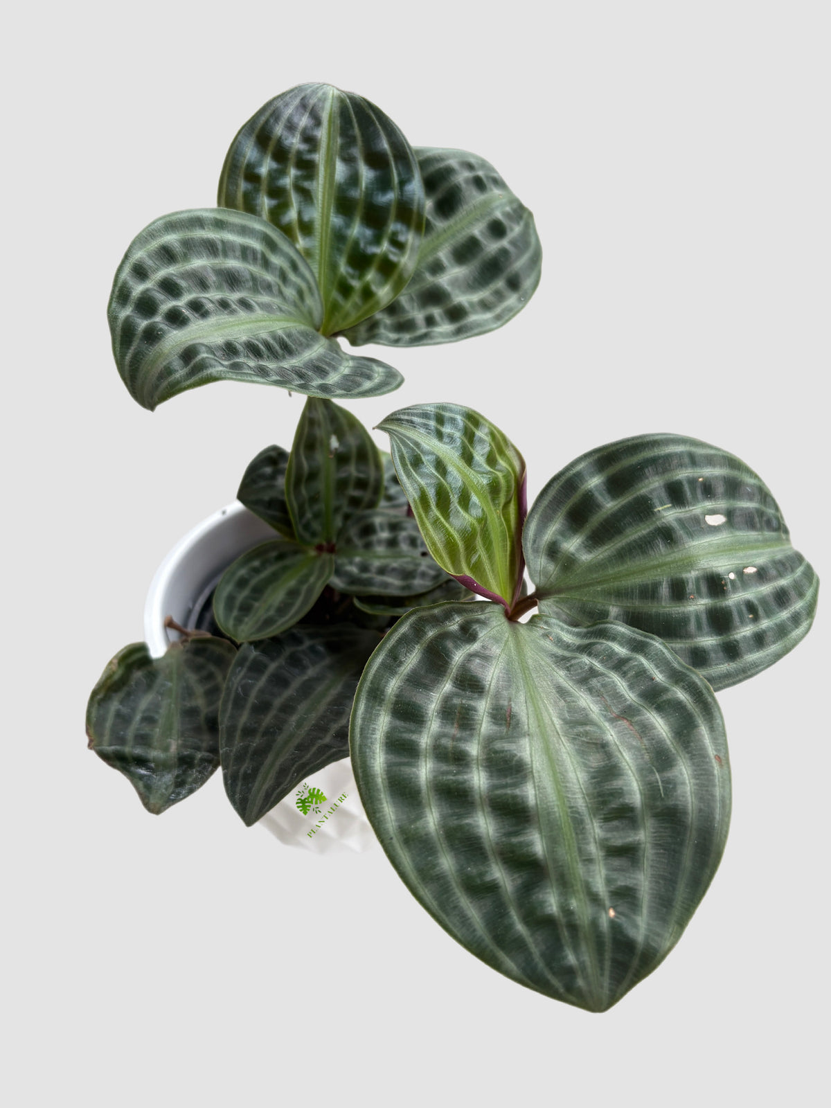 Geogenanthus poeppigii Seersucker – rare tropical houseplant with quilted dark green glossy leaves, grown in Canada by Plantalure
