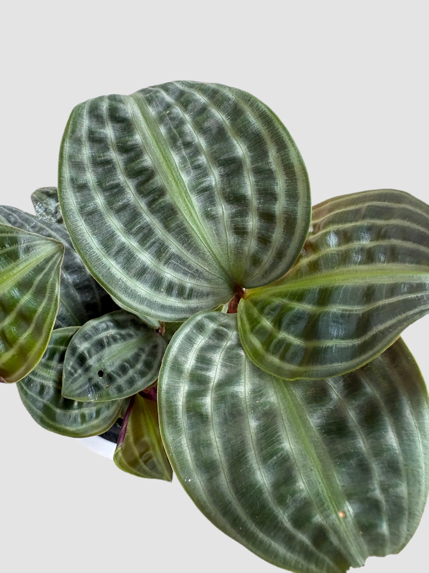 Geogenanthus poeppigii Seersucker close up  –  rare tropical houseplant with quilted dark green glossy leaves, grown in Canada by Plantalure