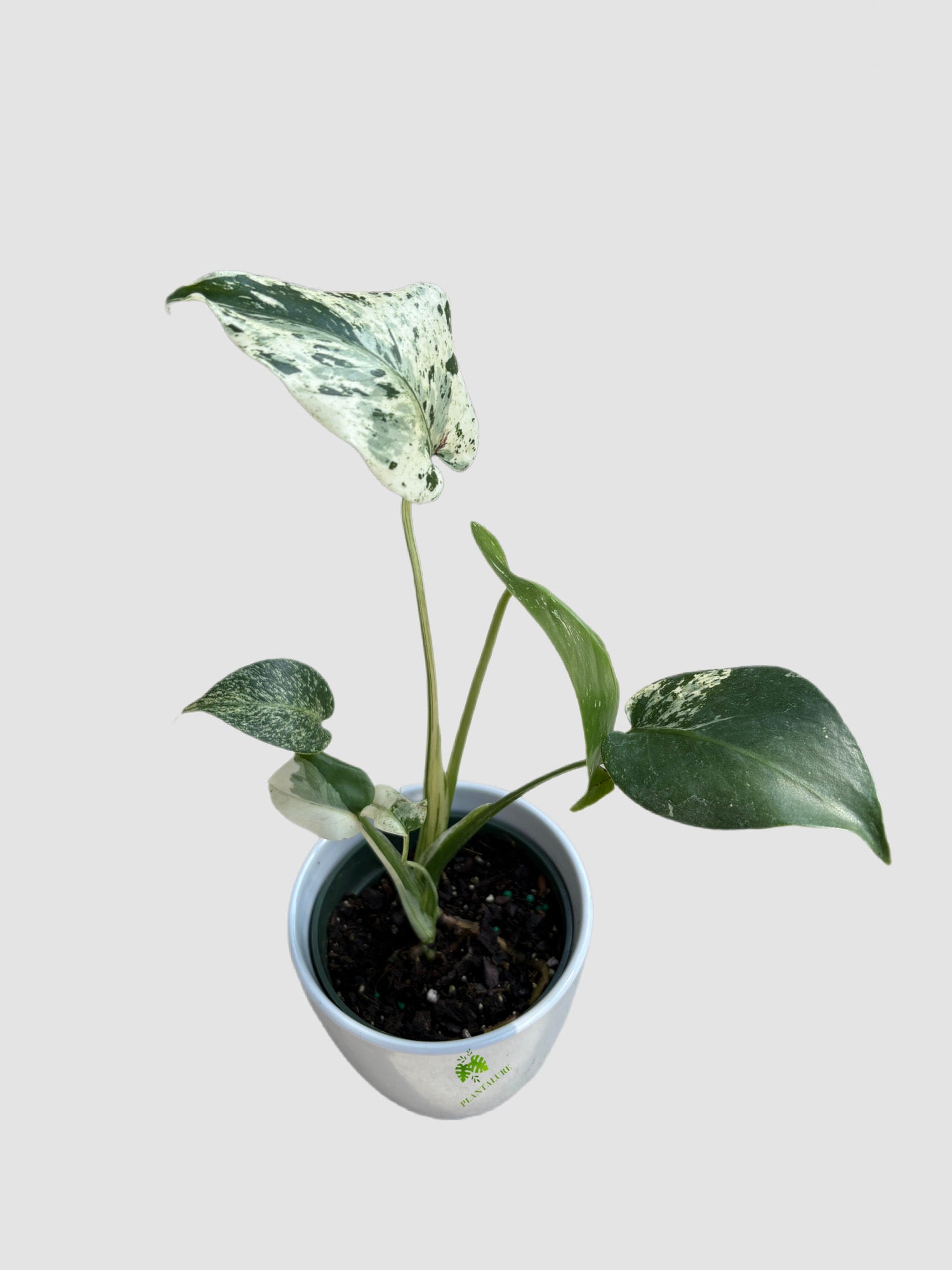 Monstera Deliciosa Vietciosa in ceramic pot – cream and green marbled variegation, grown in Canada by Plantalure