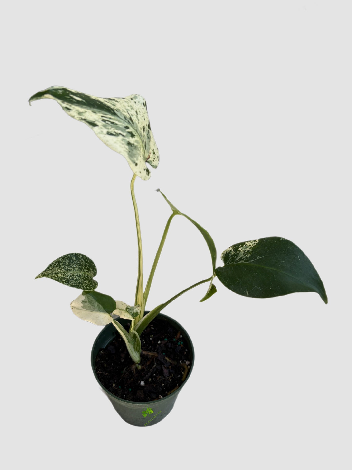 Monstera Deliciosa Vietciosa in 4" nursery pot – cream and green marbled variegation, grown in Canada by Plantalure
