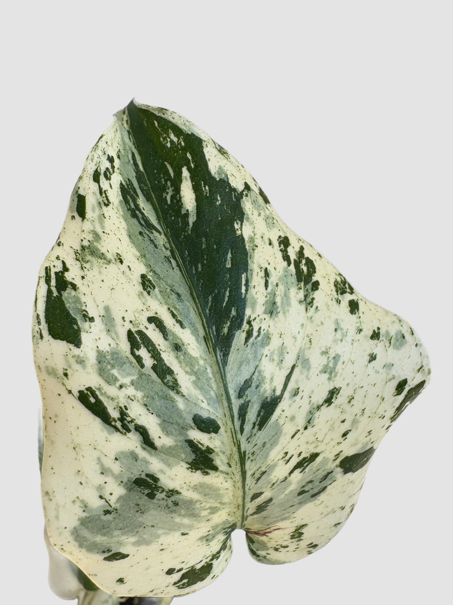 Monstera Deliciosa Vietciosa close-up – dramatic cream and dark green marbled leaf, grown in Canada by Plantalure